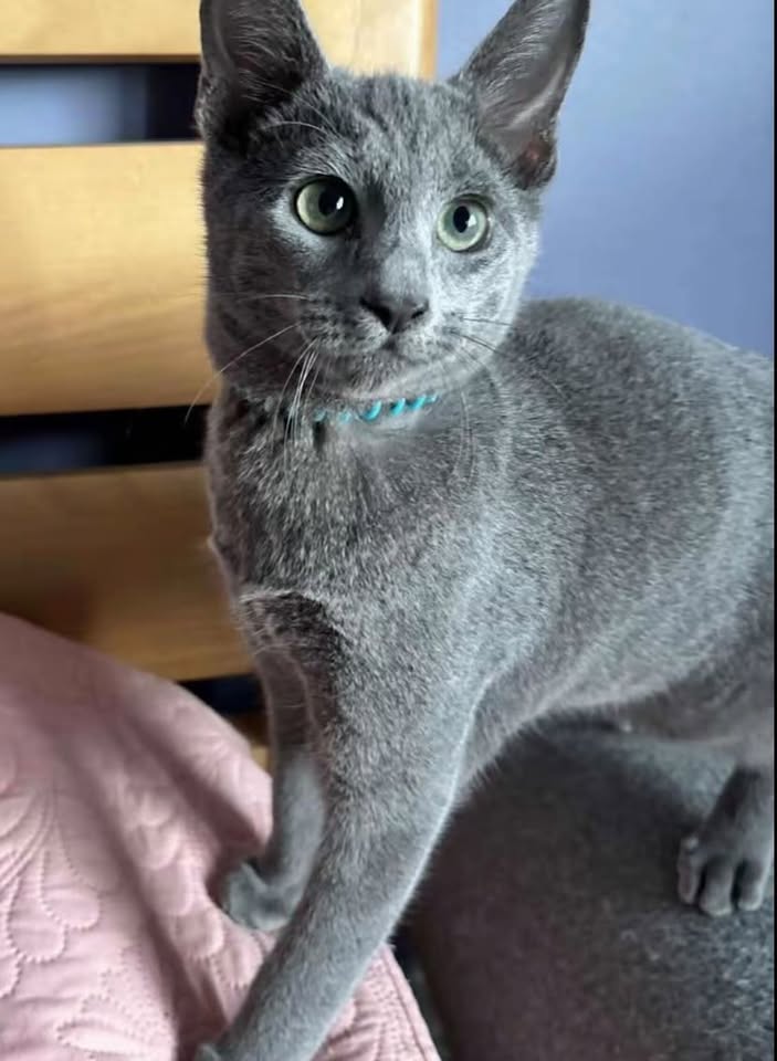 Russian Blue resting on a bed
