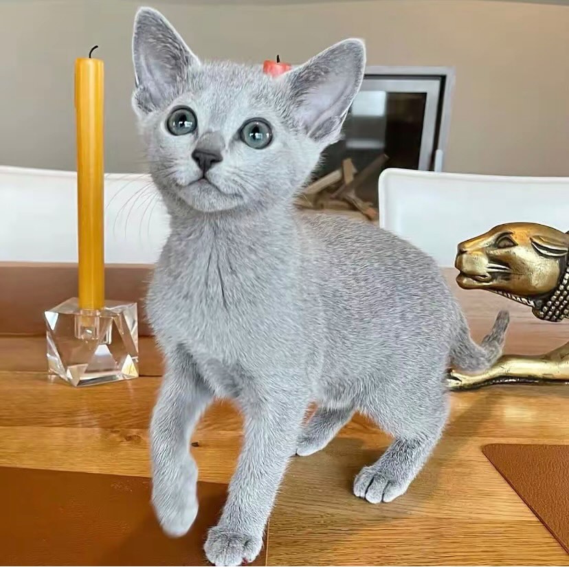 Russian Blue kitten standing on a wooden table