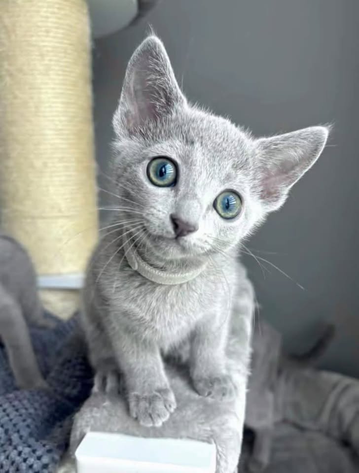 Russian Blue kitten with large green eyes