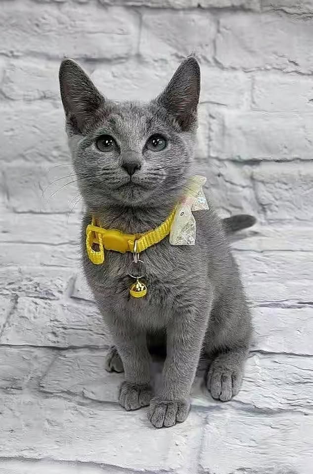 Russian Blue kitten in a yellow collar