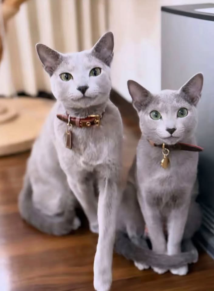 Two adult Russian Blues wearing leather collars